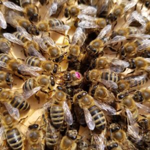 Königinzuchtkurs 2026