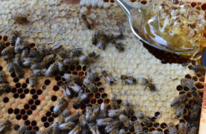 Futterkranzprobe im Landkreis Neunkirchen